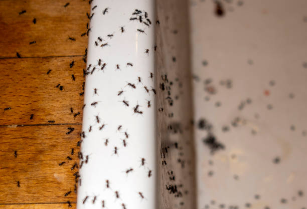 Best Emergency Pest Control  in Grove City, PA