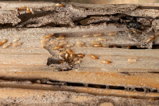 Best Pest Inspection Near Me  in Grove City, PA